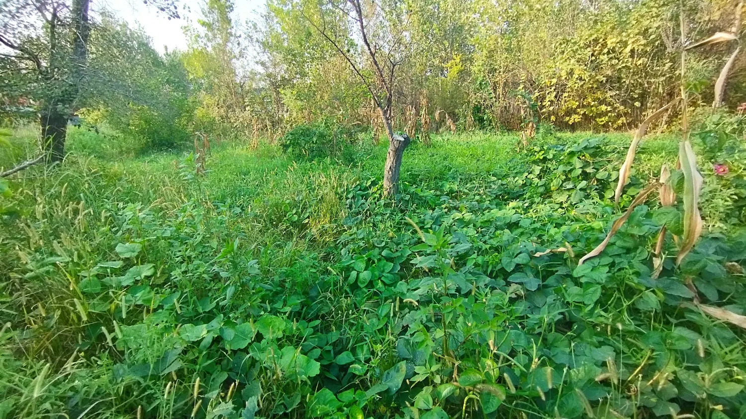 فروش زمین مسکونی
