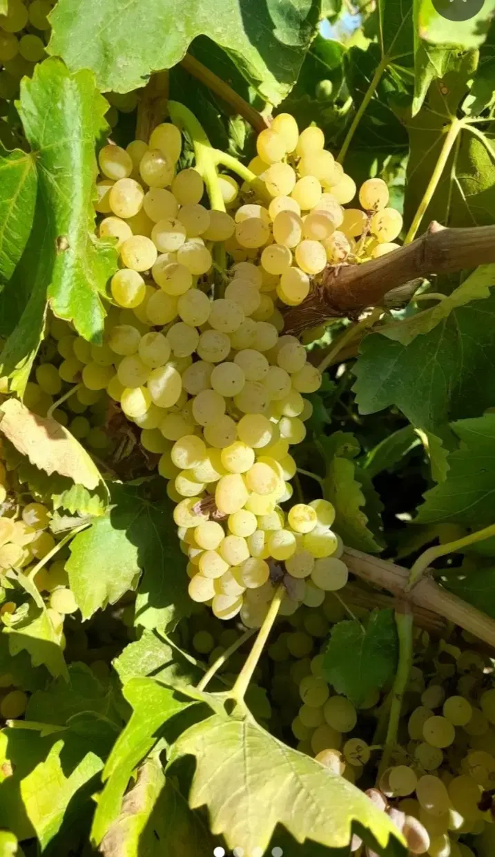زمین و باغ انگور