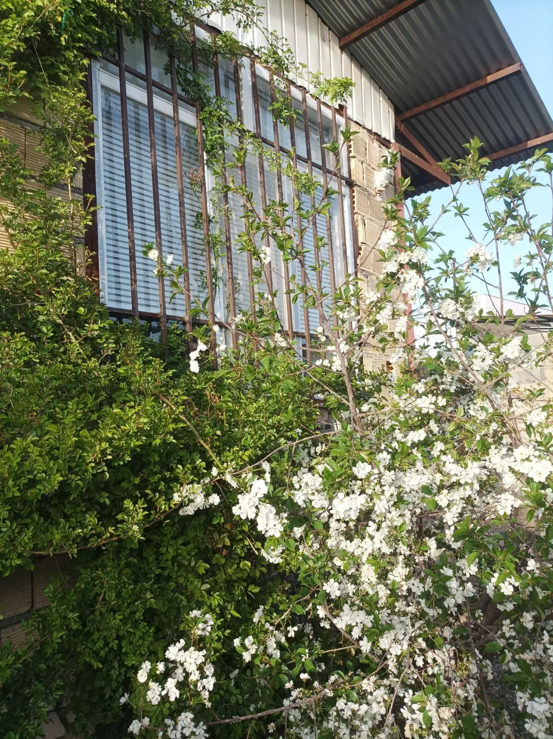 خانه باغ 200متری سیابید علیا سند دار