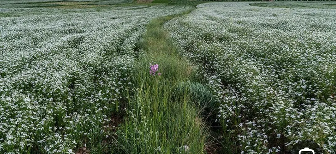 اجاره زمین کشاورزی دوهکتار آبی