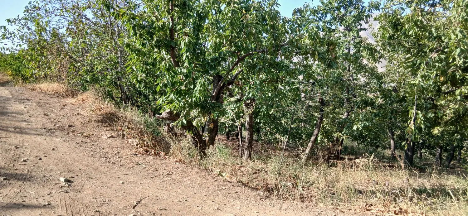زمین کشاورزی