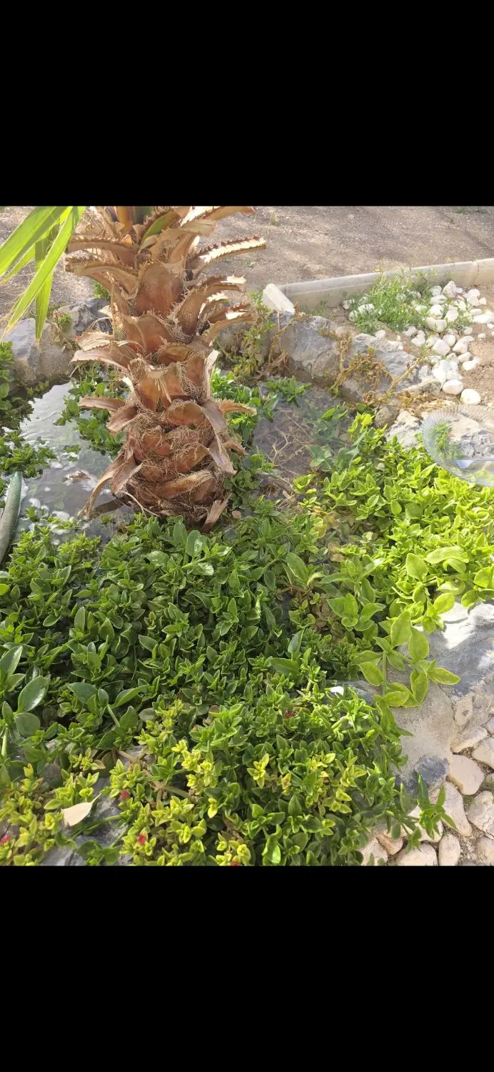 اجاره سوله و زمین ۴ دیواری