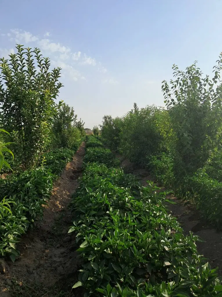 باغچه ۳۰۰۰متری سنددار هشتگرد کردان سرخاب