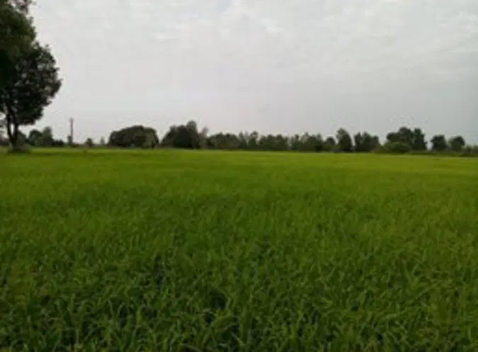 زمین کشاورزی واقع در شفت همراه با کوچه