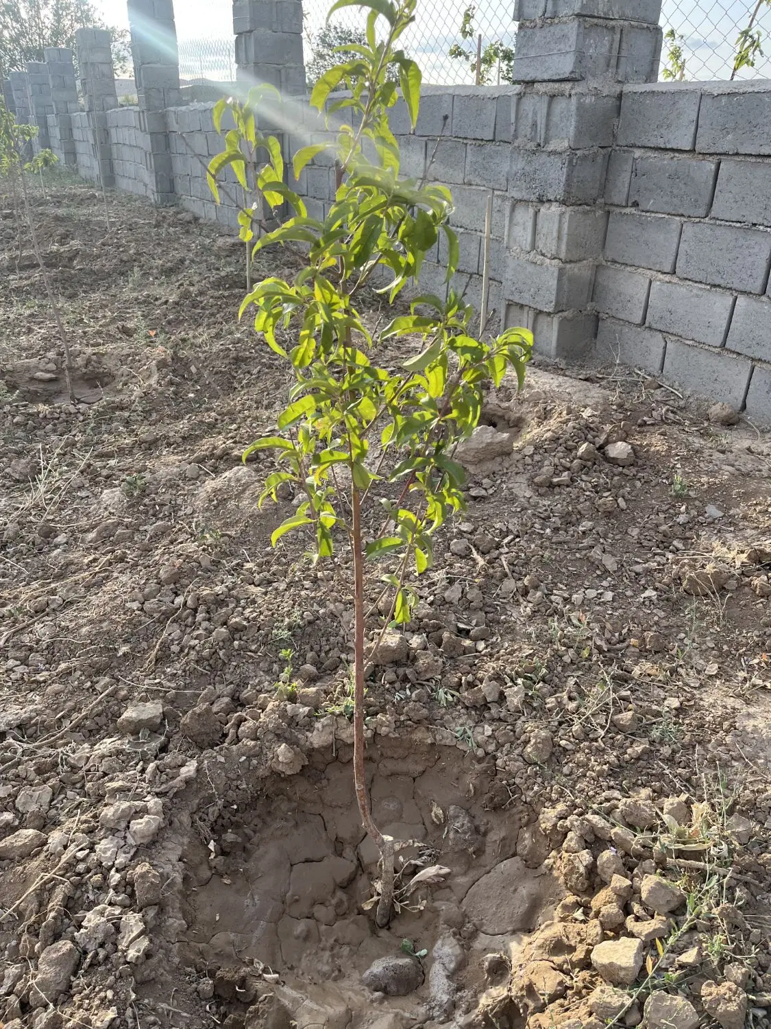 فروش باغ در بستان آباد روستای قلعه قاضی