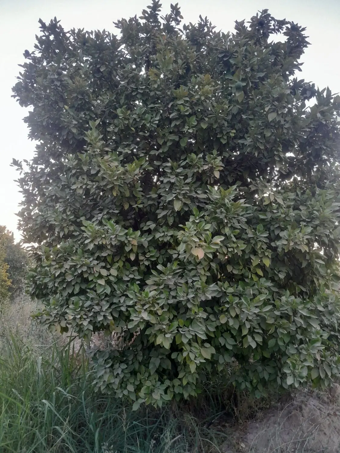 باغ هزار متری در کوشکک شهر شوشتر به ابعاد ۲۰ در ۵۰