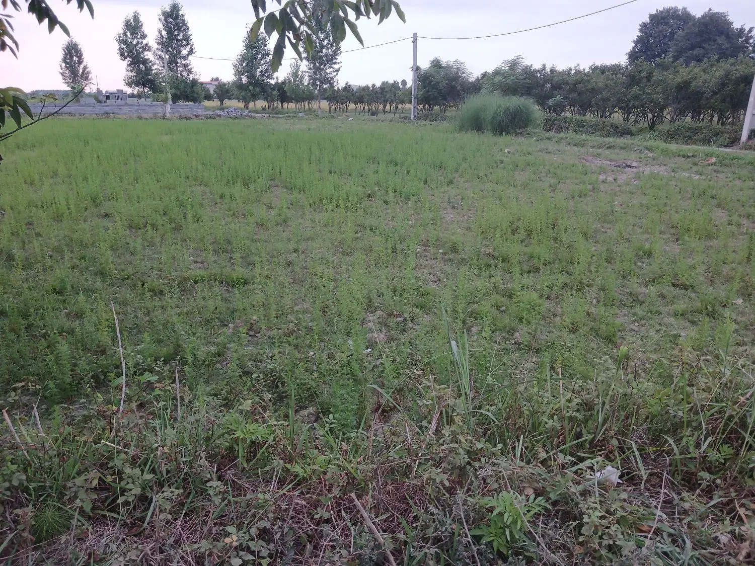 زمین روستایی برای سرمایه گذاری و ویلاسازی