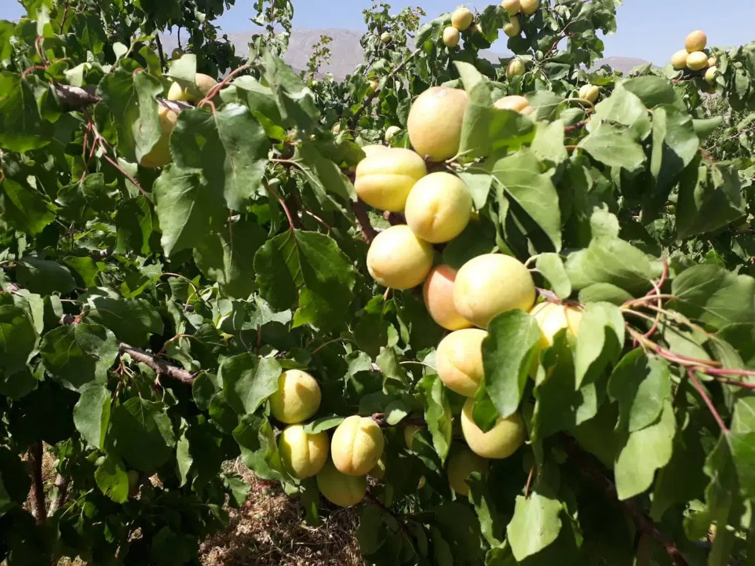 باغ میوه و گردو ازنا
