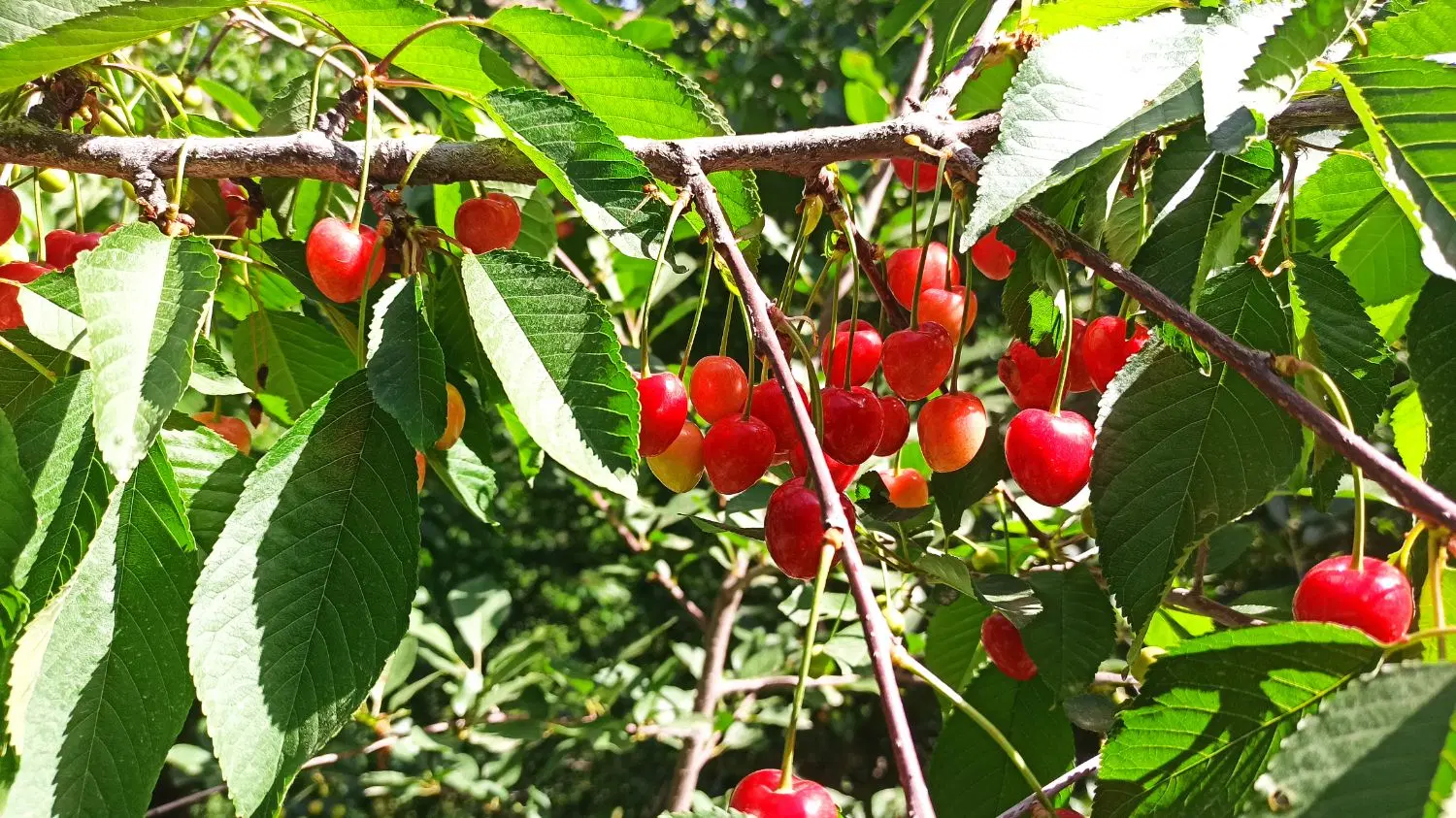 باغ فروشی در طرقبه ـ ازغد