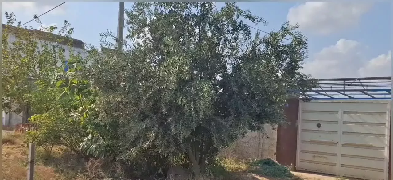 باغ و ویلا 1200 متر گنبد کاووس