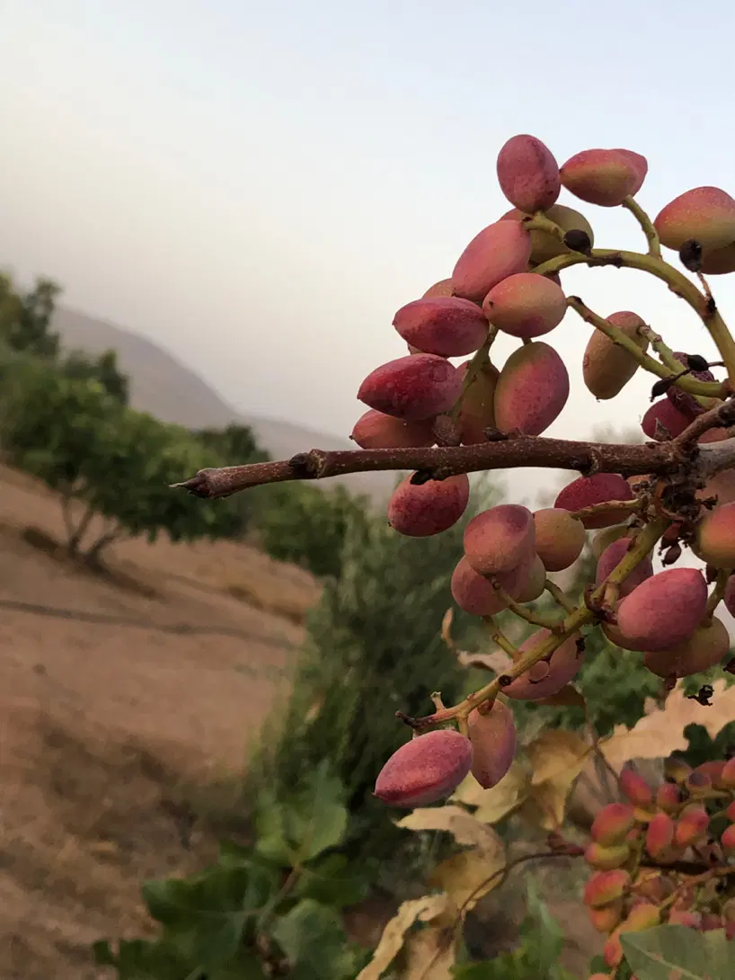 فروش باغشهری