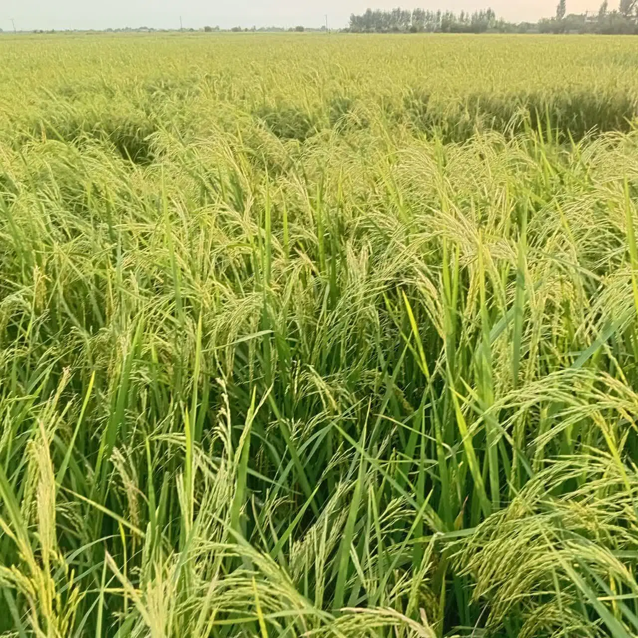 زمین کشاورزی ۵.۰۰۰ مترمربع زراعی