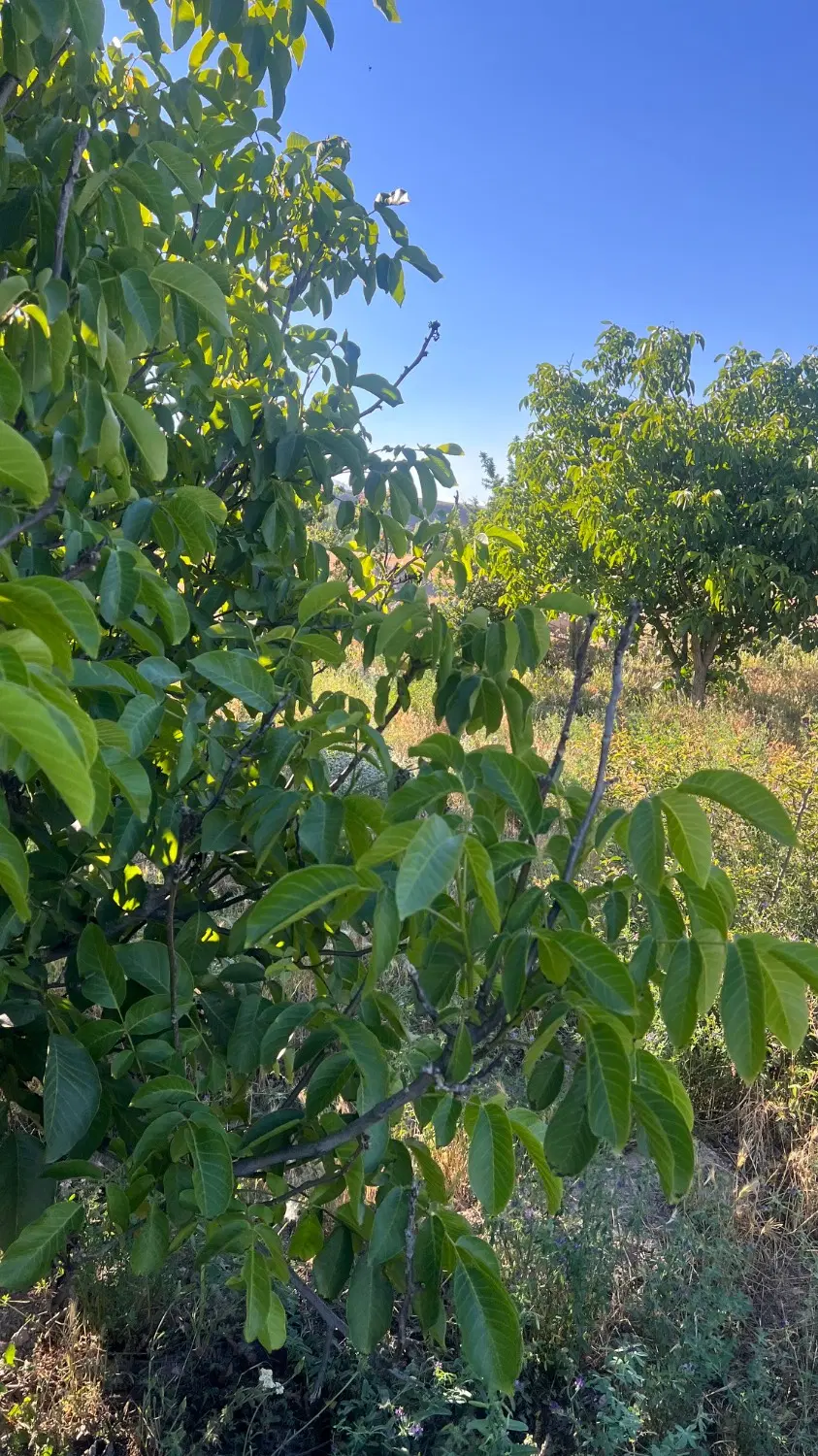 باغ در روستای ویند سرعین