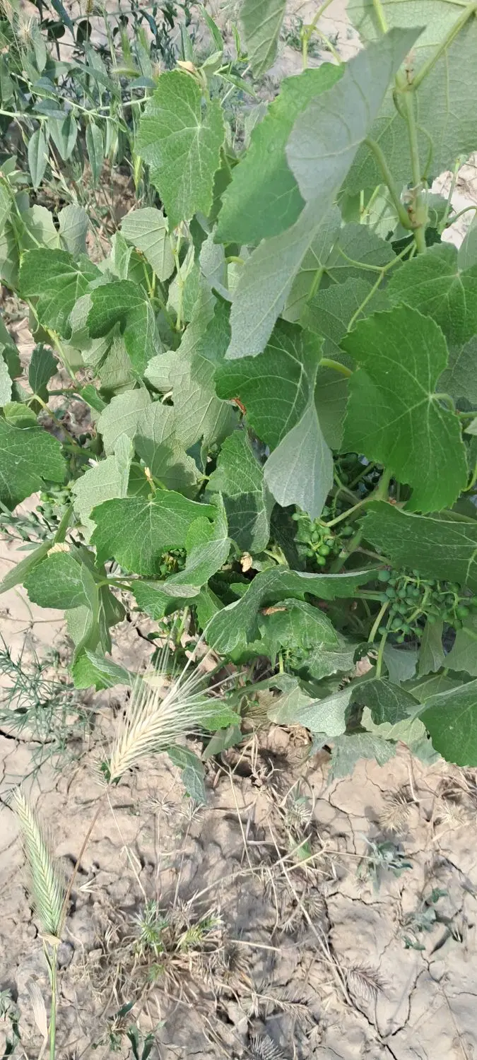 باغچه