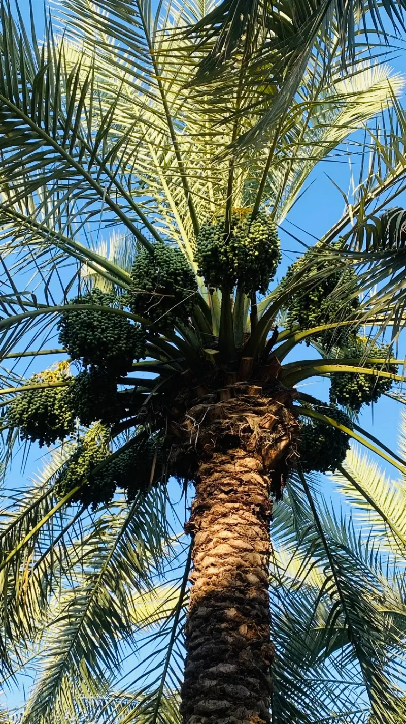فروش نخل خاصه