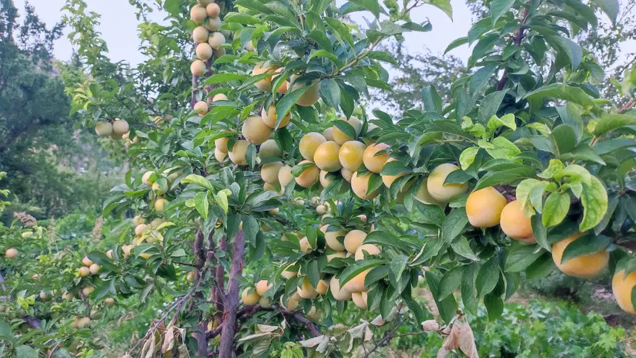 باغی با انواع درخت