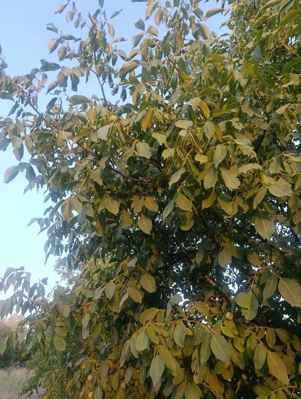 باغ میوه گردو  وسیب