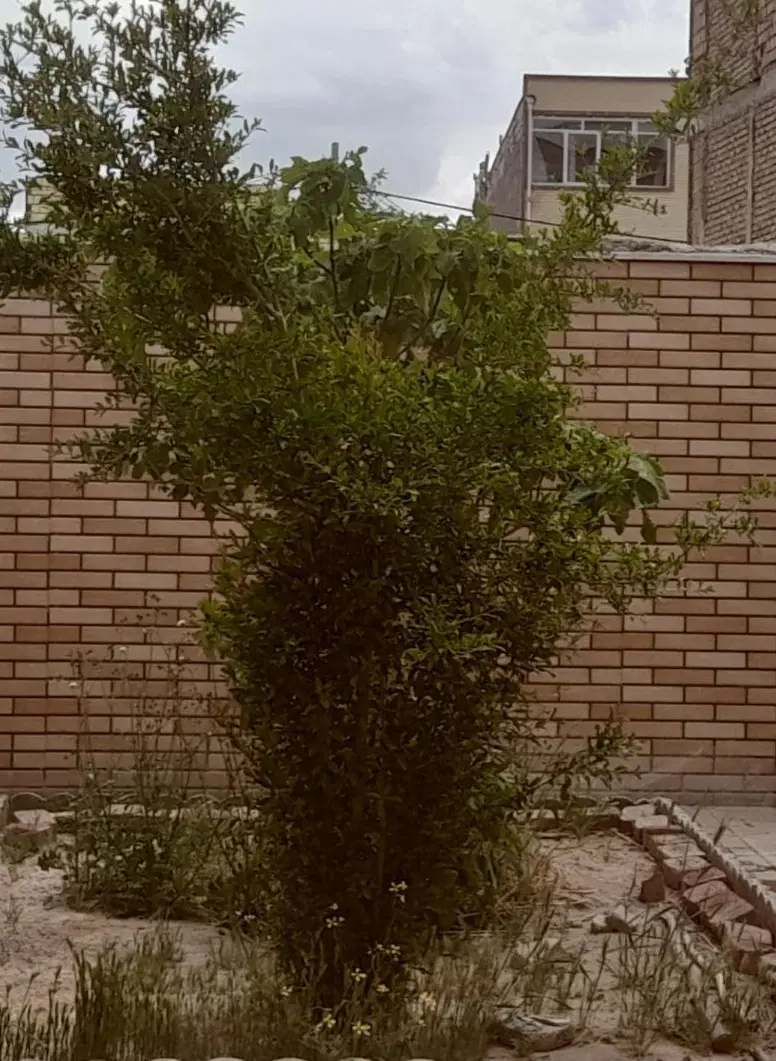 خانه‌باغ‌شیک‌دوبلکس‌رابر