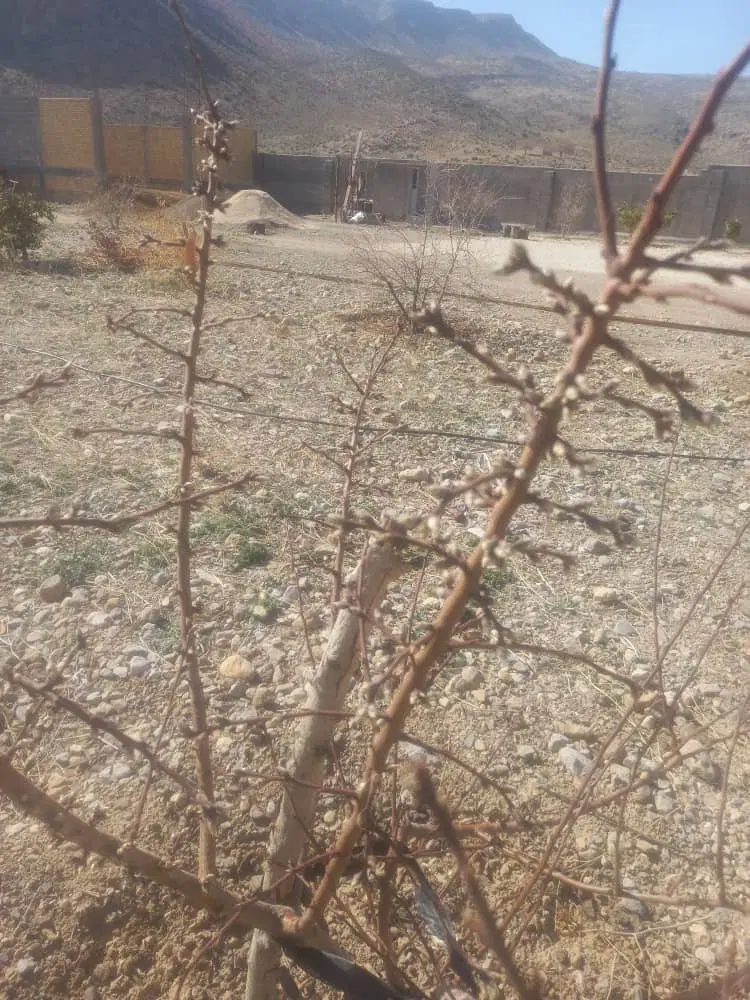 زمین