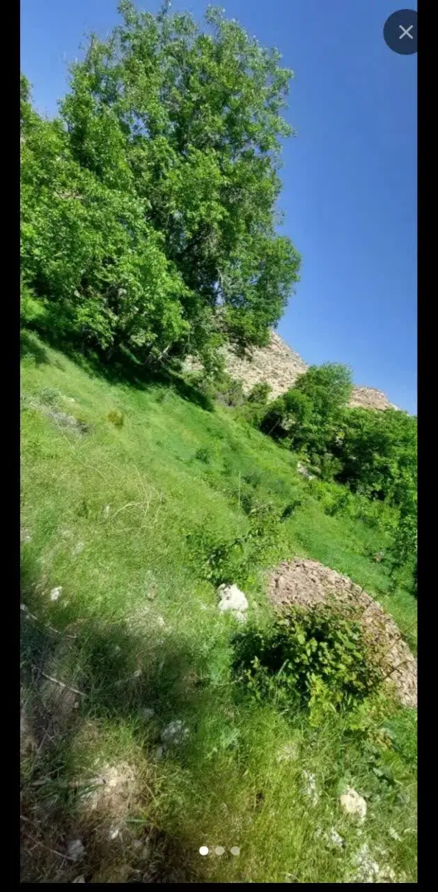 فروش یک باغ بادرختان میوه