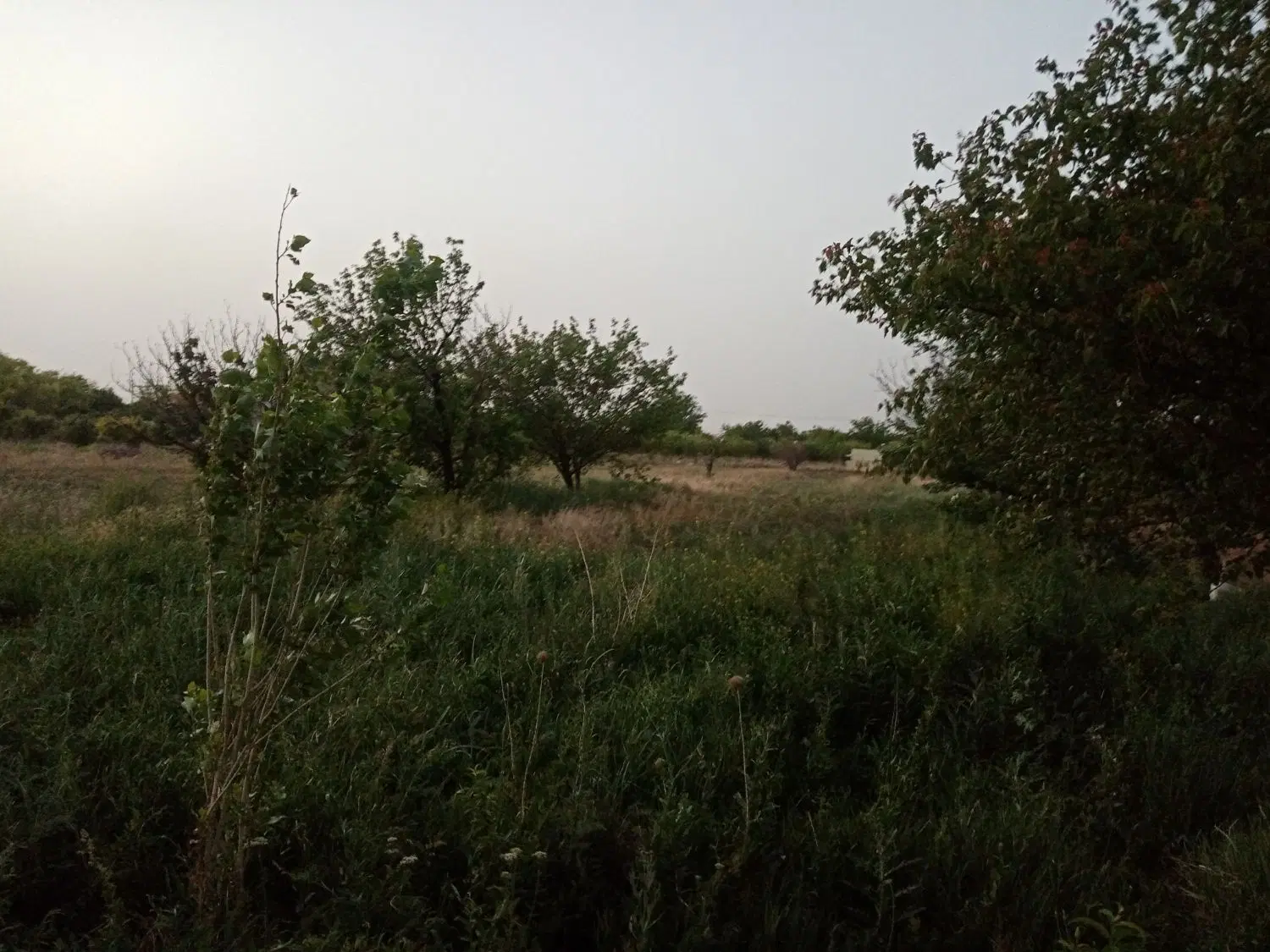 فروش و معاوضه باغ شخصی سند تک برگ