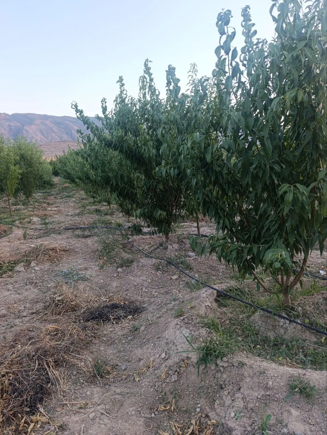 فروش باغ شهرستان خفر