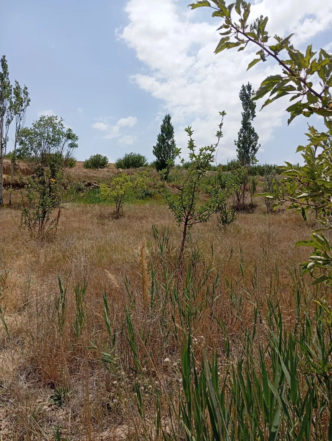 1300 متر باغ در روستای نهند