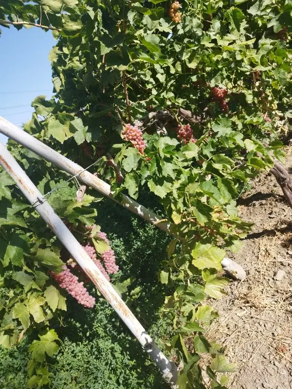 اجاره باغ انگور در روستای یغموراعلی