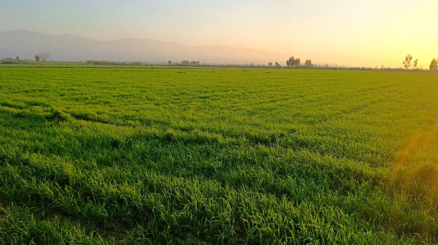 فروش زمین کشاورزی