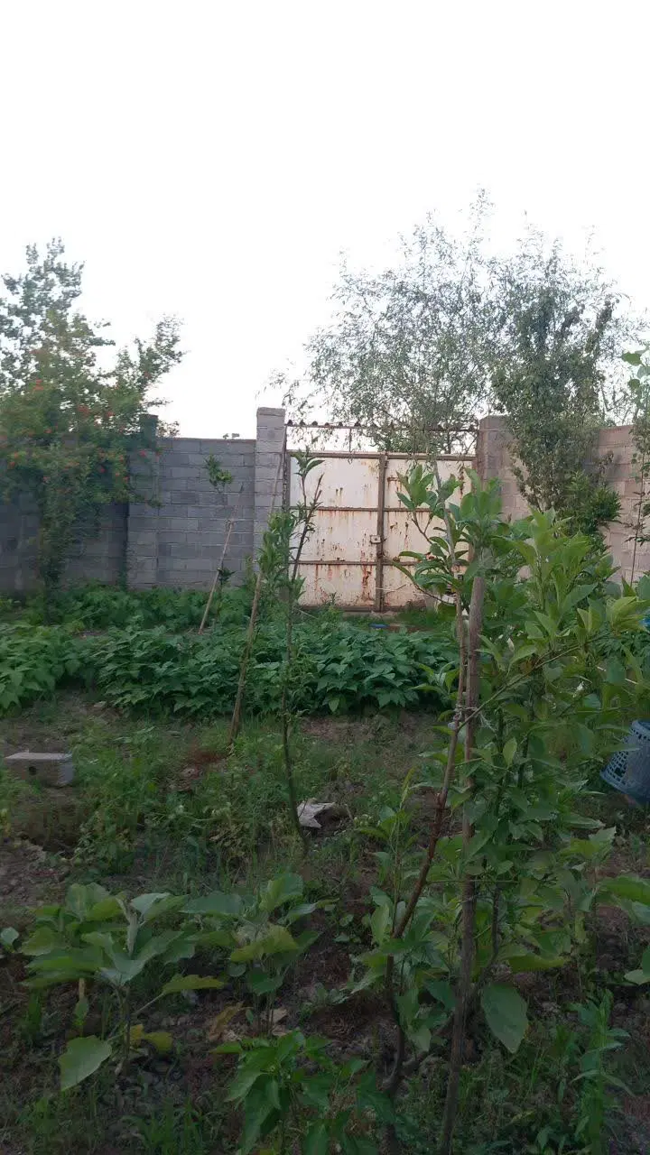 زمین باغی لنگرود جاده چمخاله