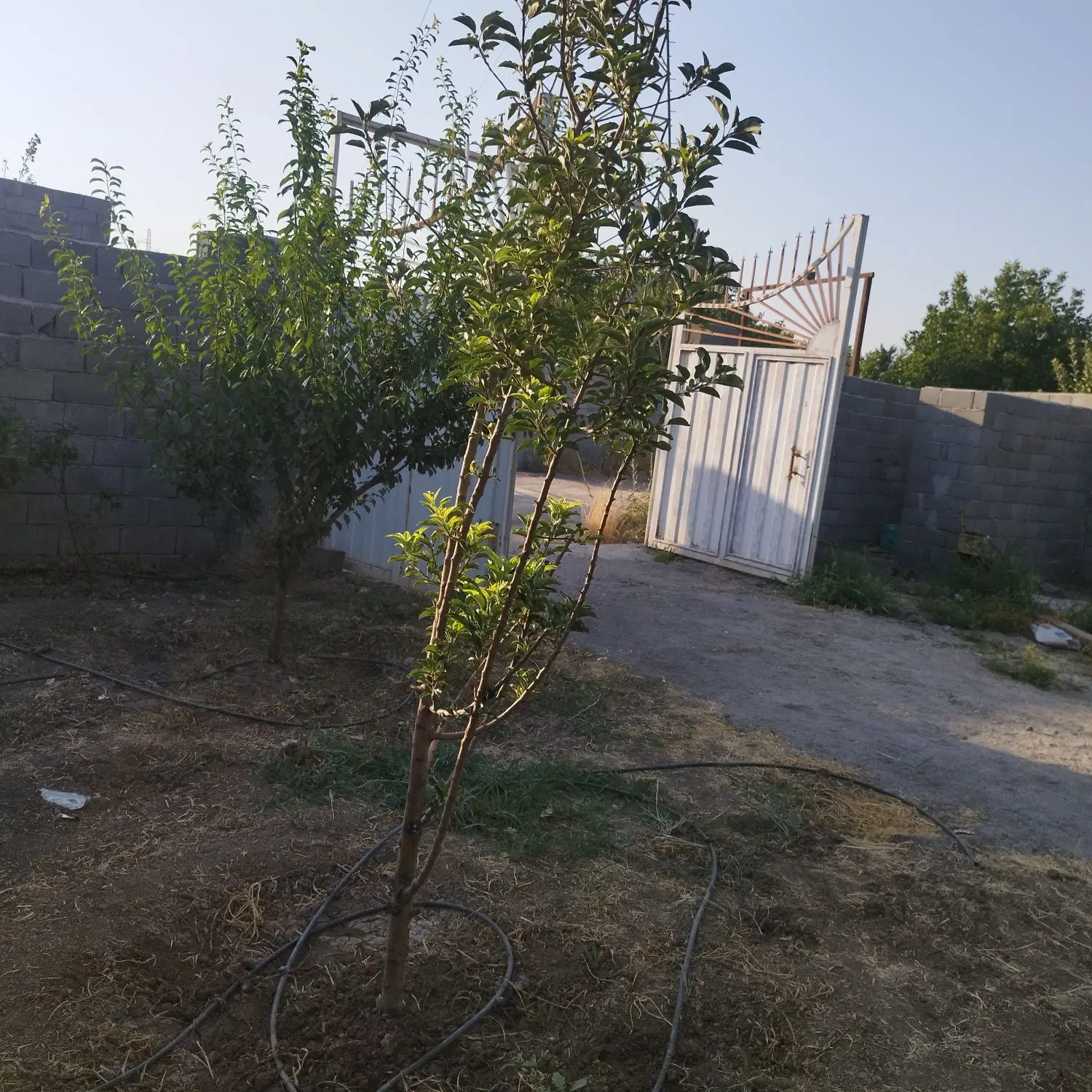 باغ دهکده گلستان 1