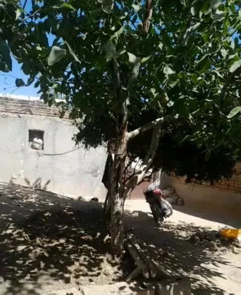 غروب باغ بادام وگردو