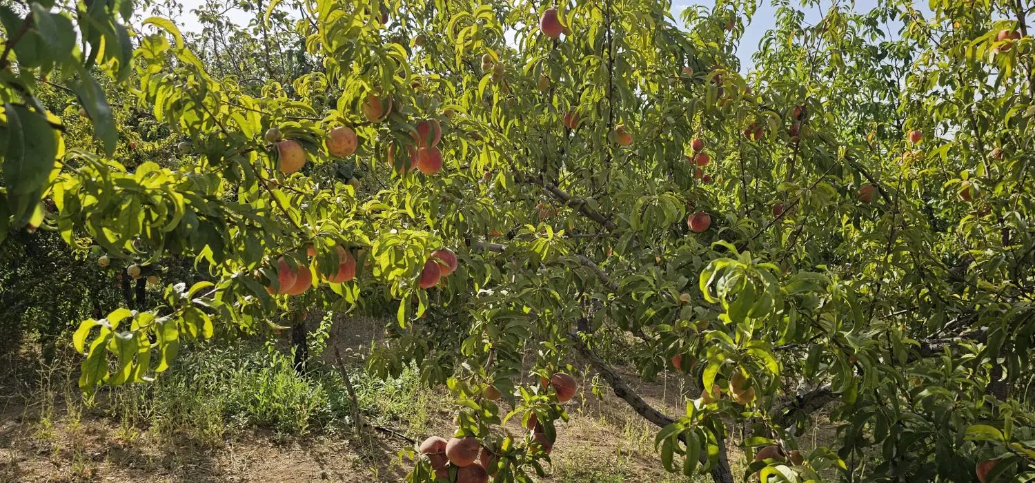 باغشهر 1000 متری صادرات