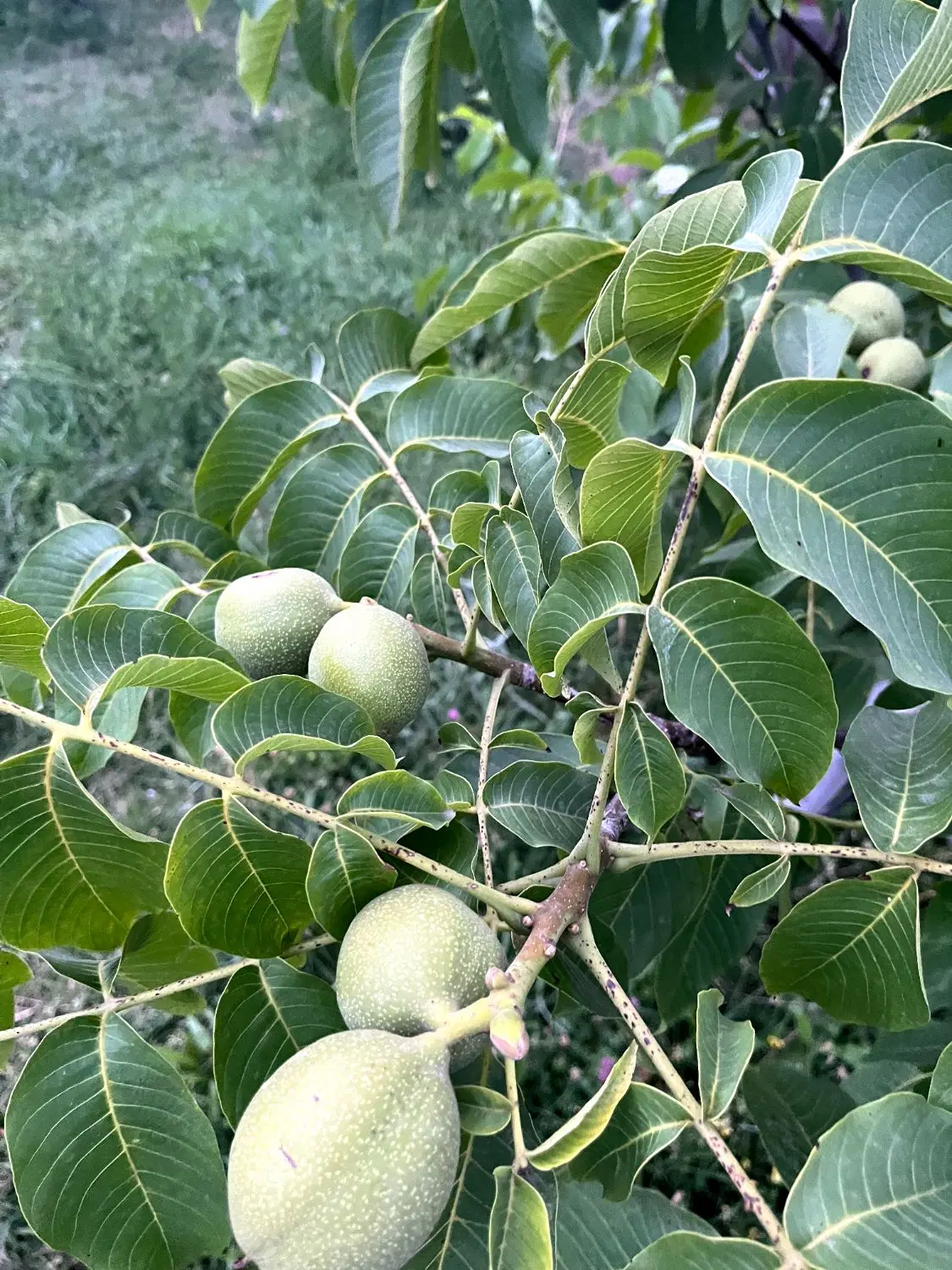 باغ ۶۰۰۰ متری ۵ کیلومتری اهر