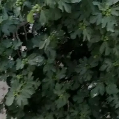 .11_5قصب زمین کوهپایه درختنگان