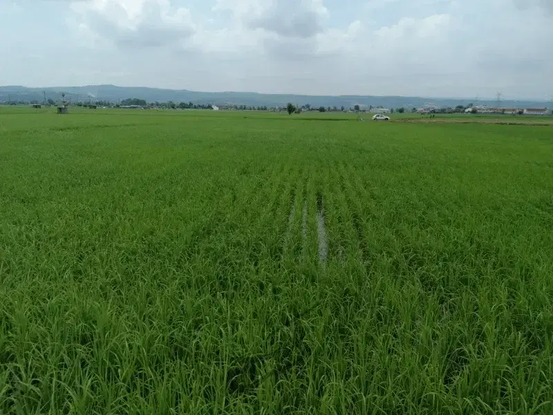 ۳ هکتار زمین یکجا