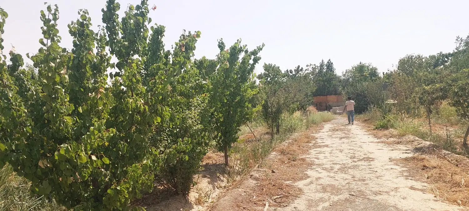 باغ در جهان آباد پایین