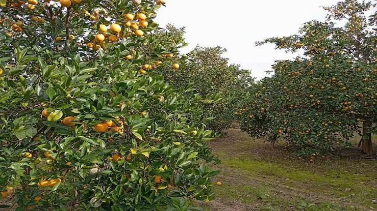 فروش زمین