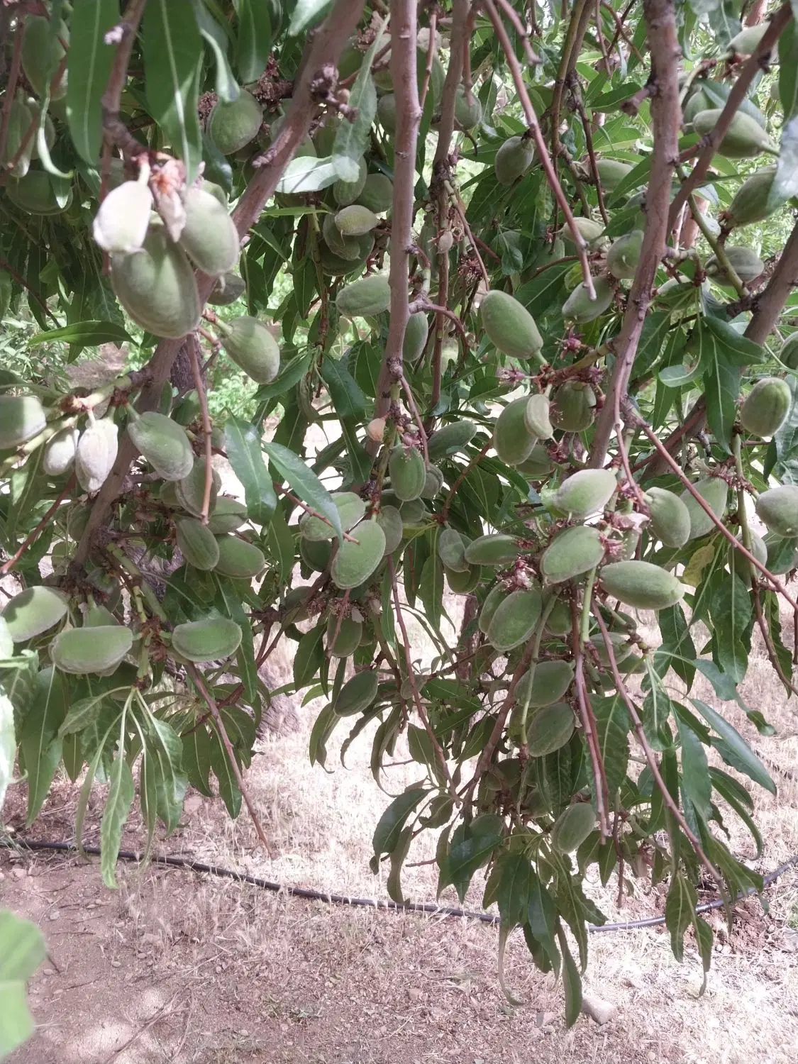 باغ سامان ۷۰۰۰متری سند تک برگ