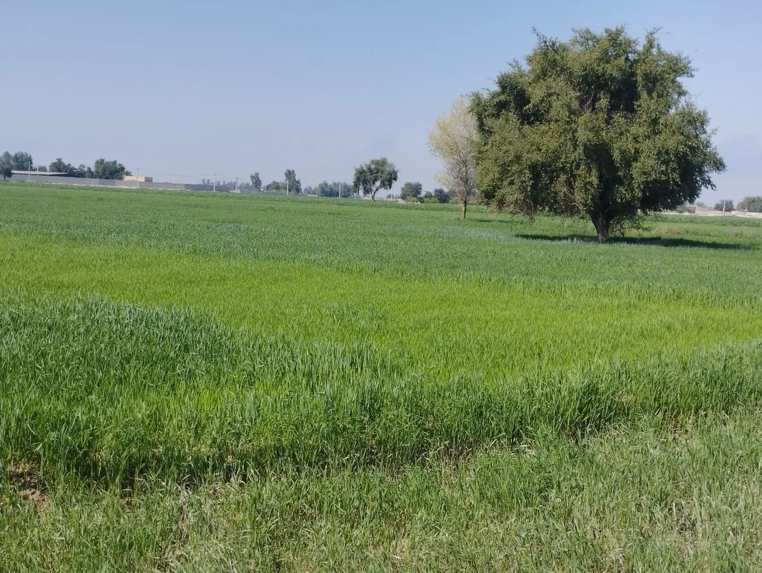 ۲ هکتارزمین کشاورزی با چاه روستای قلعه سید(گلالک)