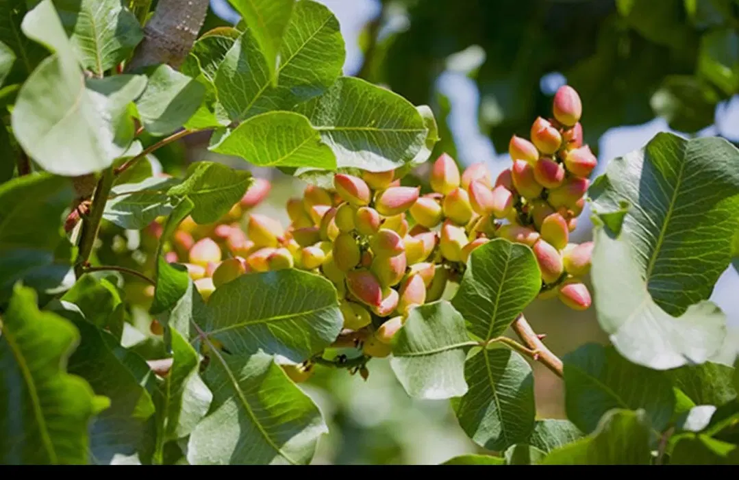 فروش باغ پسته
