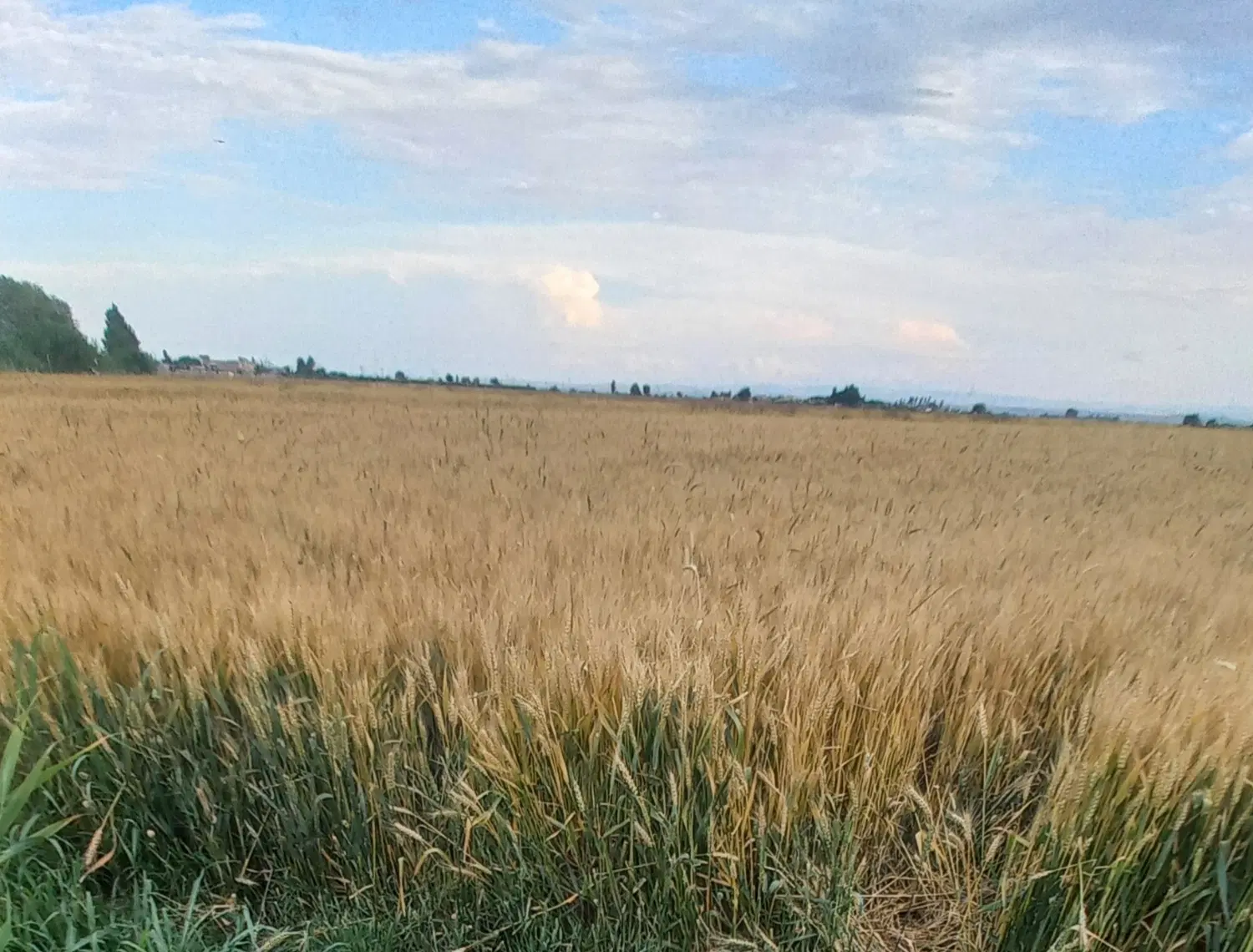 اجاره زمین مزروعی برای سیر
