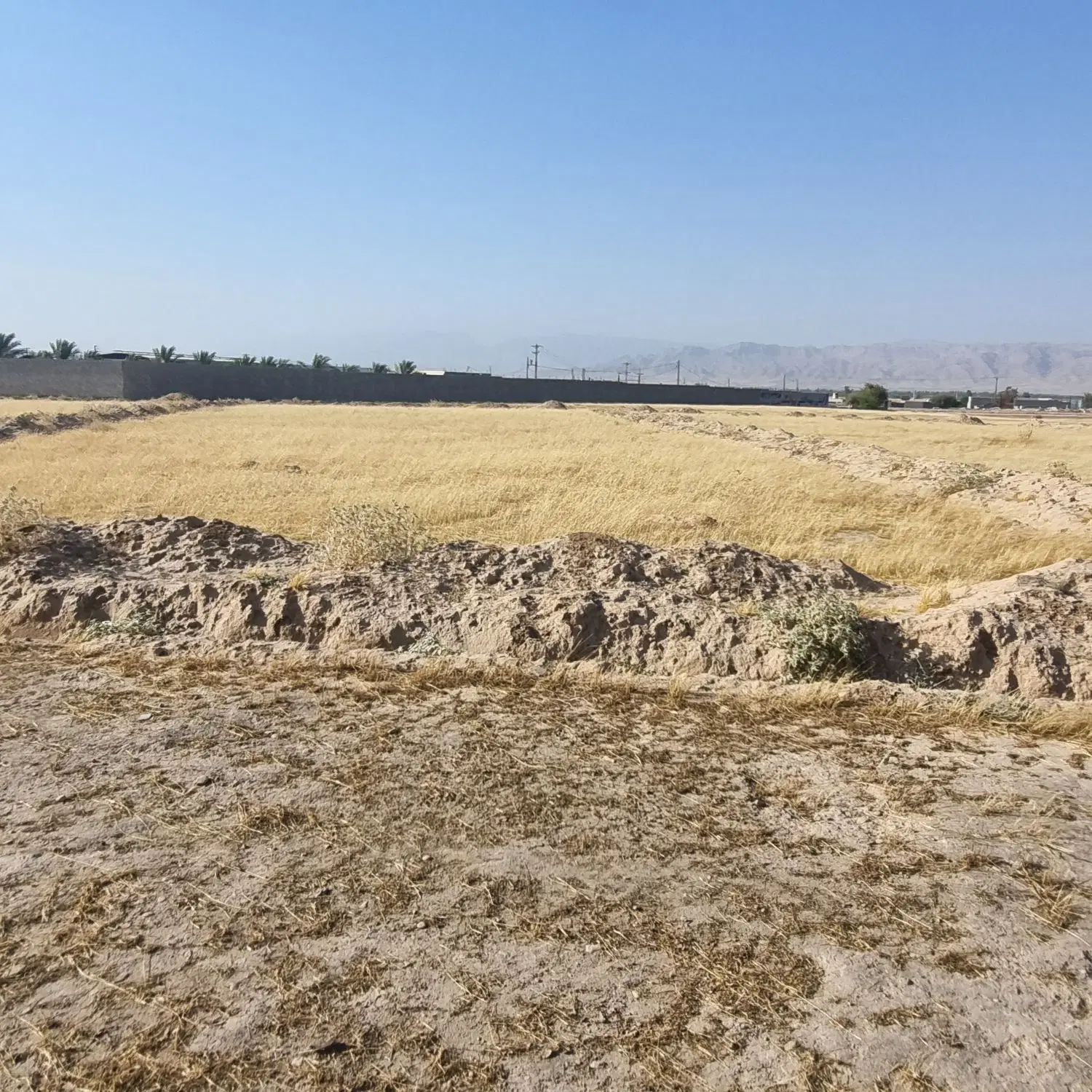 زمین سند تک برگ آب محک