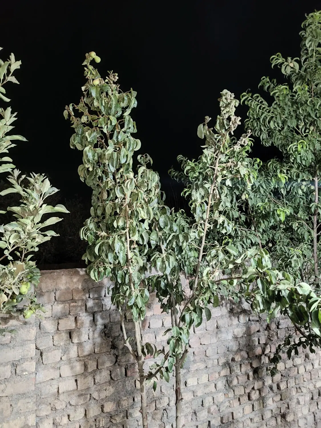 باغ وشنوه 330m دو نبش