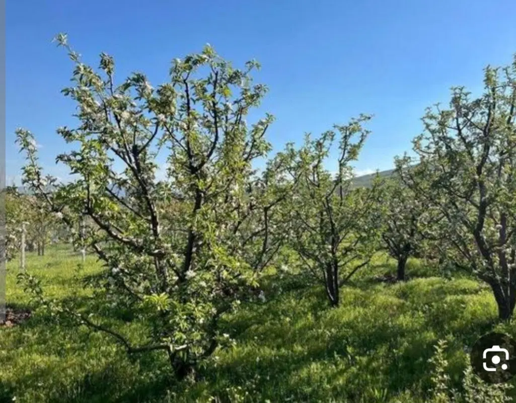 زمین باغچه در صفا دست