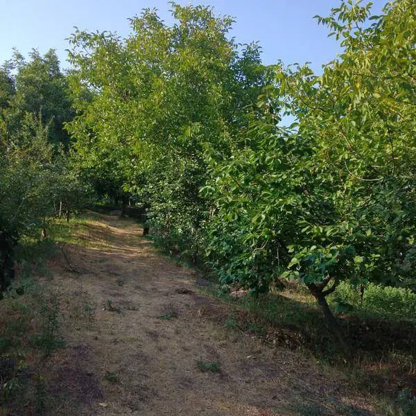 باغ اقتصادی و مناسب خانواده در شهر تسوج