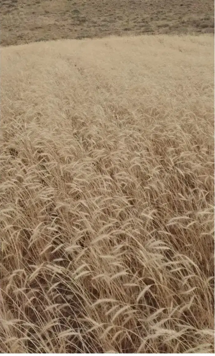 اجاره زمین ثلثی