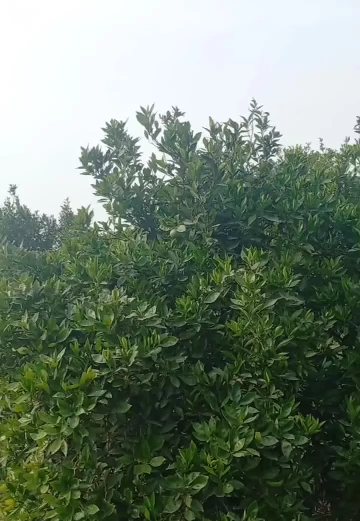 باغ ۳۵۰ متری_منطقه برند_قابل ساخت_ویودار و رویایی