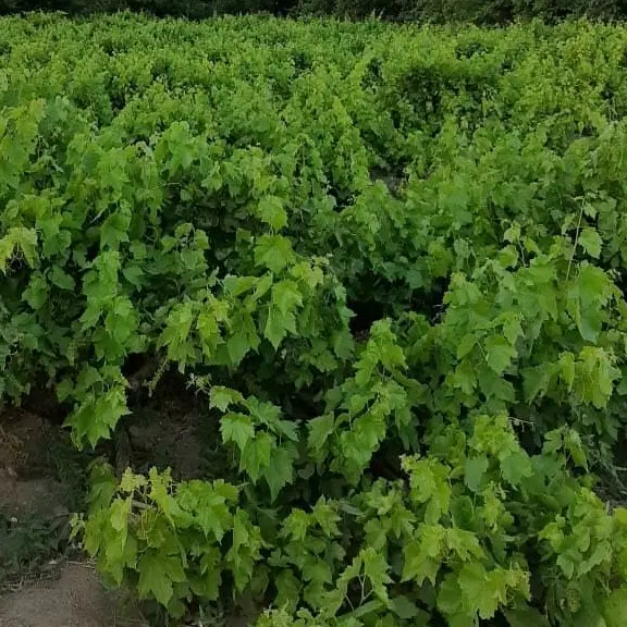 اجاره باغ انگور جهت تَر فروشی