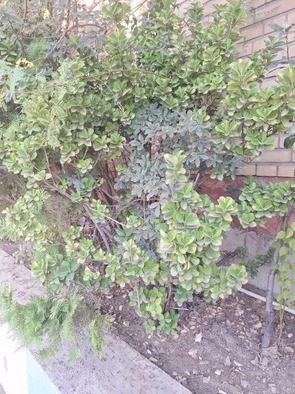 زمین فروشی فدک